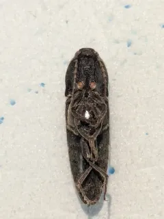 Melanotus similis thumbnail 4