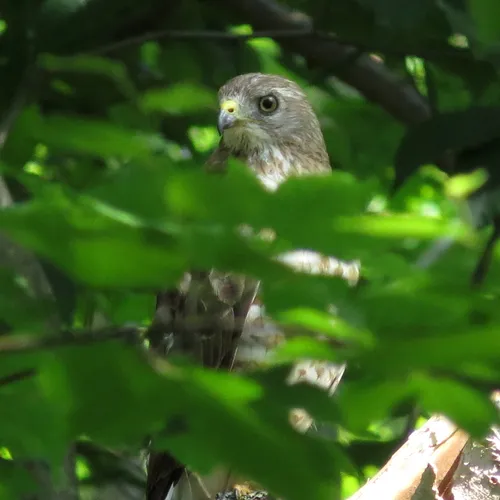 Broad-winged Hawk