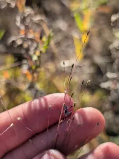 Fall Witchgrass thumbnail 4