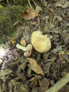 Cortinarius lucorum thumbnail 3