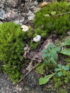 Singerocybe adirondackensis thumbnail 4
