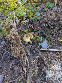 Piebald Ringless Amanita thumbnail 4