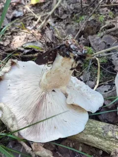pale violet blewit thumbnail 4