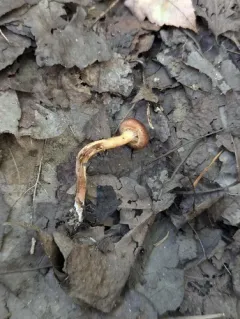Cortinarius saniosus thumbnail 4