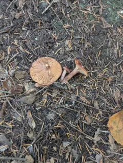 Lactarius neotabidus thumbnail 4