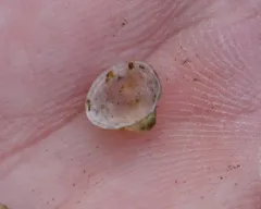 pond fingernailclam thumbnail 4