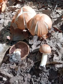 Heteropsathyrella macrocystidia thumbnail 2