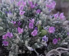 Silky Milkvetch thumbnail 2