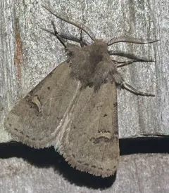 Fringed Dart thumbnail 4