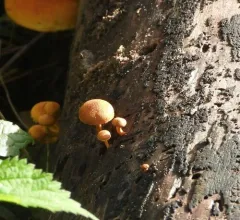 Pholiota granulosa thumbnail 4
