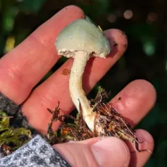 Verdigris Agaric thumbnail 3