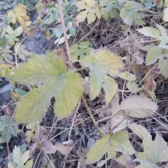 common hops thumbnail 1