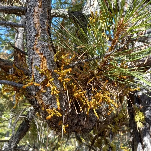 Western Dwarf-Mistletoe