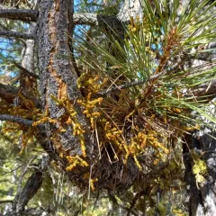 Western Dwarf-Mistletoe thumbnail 1