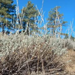 low sagebrush thumbnail 1