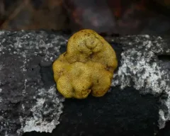 Thuemenella cubispora thumbnail 4