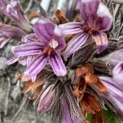 California Broomrape thumbnail 4