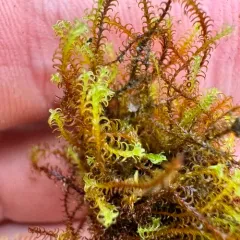 Rusty Beard-moss thumbnail 4