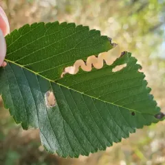 Elm Zigzag Sawfly thumbnail 4