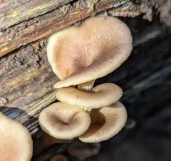 streaked clitocybe thumbnail 1