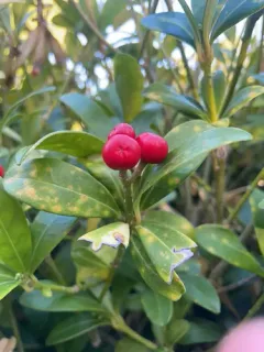 Japanese Skimmia thumbnail 3