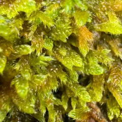 Cypress-leaved Plait-moss thumbnail 4