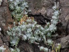 Bluff Lettuce thumbnail 4