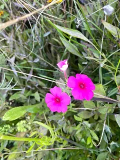 Drummond's phlox thumbnail 1