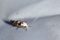 Mompha claudiella thumbnail 4