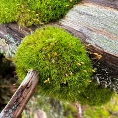 Common Pincushion thumbnail 4