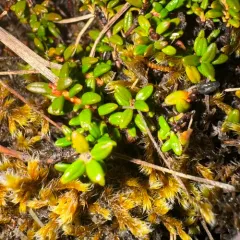 alpine azalea thumbnail 3
