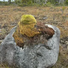 Woolly Fringe-moss thumbnail 4