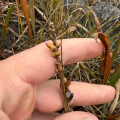 Alaska Plantain thumbnail 3