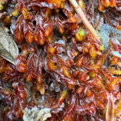 Taylor's Flapwort thumbnail 4