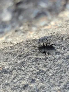 Eleodes pimelioides thumbnail 2