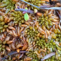 Austin's Sphagnum thumbnail 3