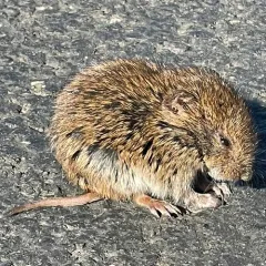 Gray-tailed Vole thumbnail 4