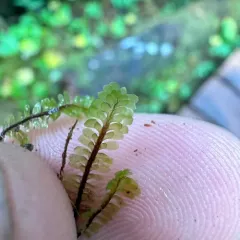 Macrodiplophyllum rubrum thumbnail 3
