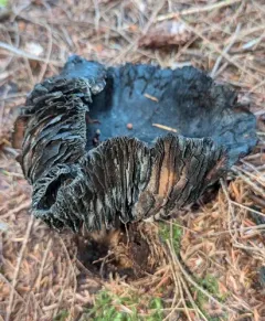 Blackening Brittlegill thumbnail 1