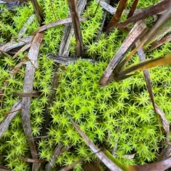 Marsh Forklet Moss thumbnail 4