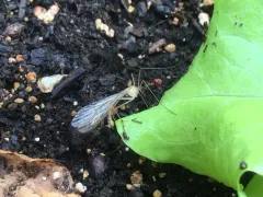 Bittacus pilicornis thumbnail 3