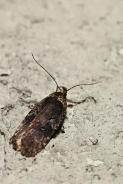 sallow flat-body thumbnail 3