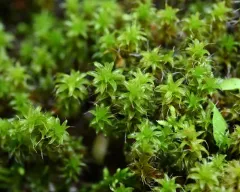 Brown Screw-moss thumbnail 4