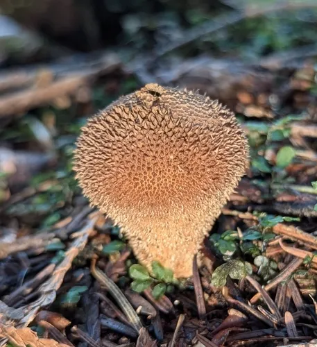 Dusky Puffball