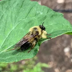 Yellow-waisted Laphria thumbnail 2