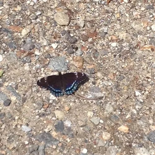 Red-spotted Admiral