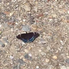 Red-spotted Admiral thumbnail 1