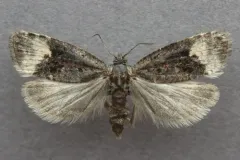 Apotomis frigidana thumbnail 2
