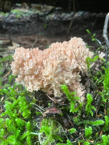 Ramaria rubrievanescens