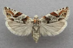 Eucosma insignata thumbnail 2